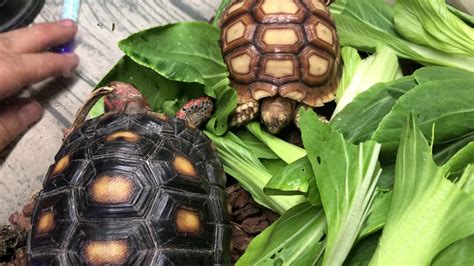 烏龜的特質 巴西龜可以吃什麼